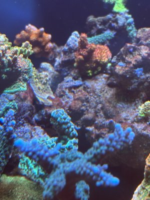IMG_4516.jpeg IMG_4516.jpeg