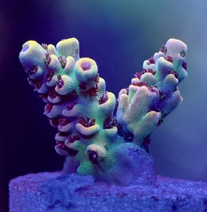 Reeflex-03092025163540.jpeg