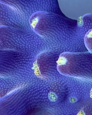Reeflex-03092025163512.jpeg
