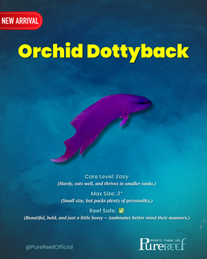 Copy of PR Fish Profile Template.zip - 7.png