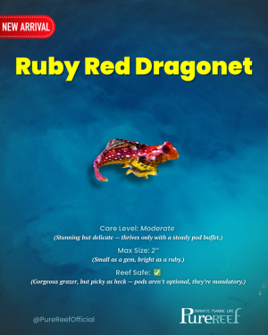 Copy of PR Fish Profile Template.zip - 9.png
