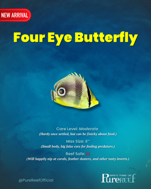 Copy of PR Fish Profile Template.zip - 10.png