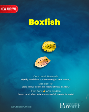 Copy of PR Fish Profile Template.zip - 11.png