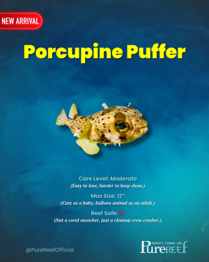 Copy of PR Fish Profile Template.zip - 12.png