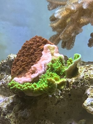 IMG_0516.jpeg