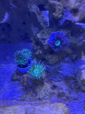 IMG_2466.jpeg