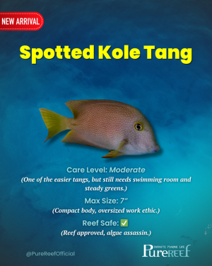 PR Fish Profile.zip - 2.png