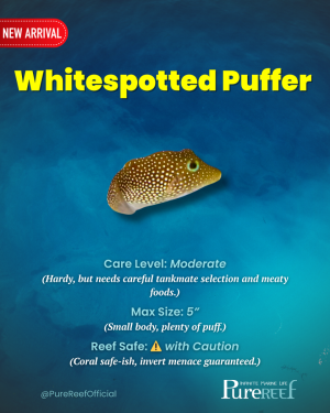PR Fish Profile.zip - 3.png