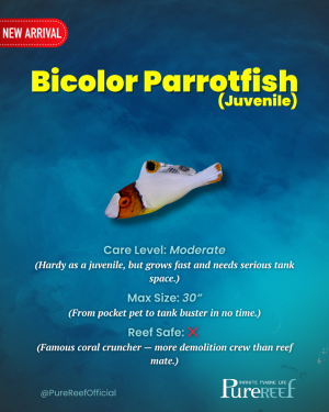 PR Fish Profile.zip - 4.png