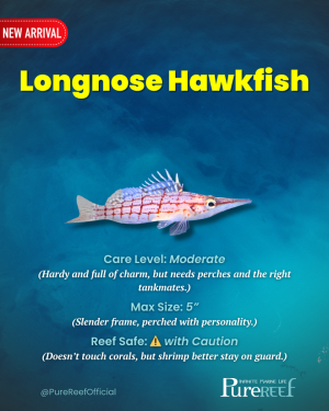 PR Fish Profile.zip - 6.png