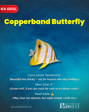 PR Fish Profile.zip - 7.png