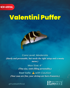 PR Fish Profile.zip - 9.png
