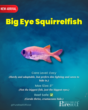 PR Fish Profile.zip - 10.png