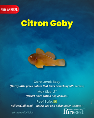 PR Fish Profile.zip - 11.png