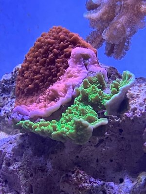 IMG_0571.jpeg