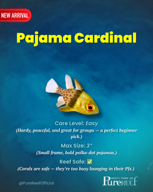 PR Fish Profile.zip - 4.png
