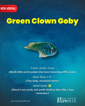 PR Fish Profile.zip - 5.png