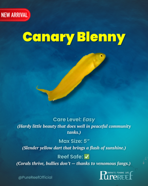 PR Fish Profile.zip - 7.png