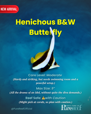 PR Fish Profile.zip - 9.png