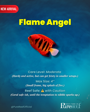 PR Fish Profile.zip - 11.png