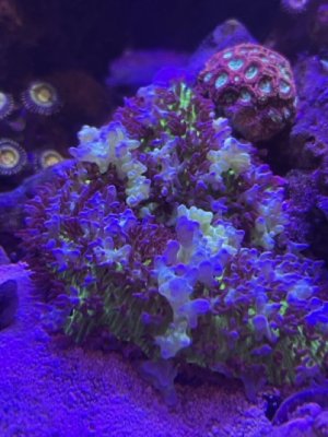 IMG_1238.jpeg