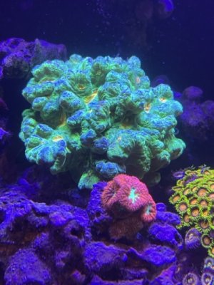IMG_1241.jpeg