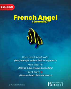 PR Fish Profile.zip - 13.png