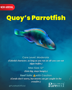 PR Fish Profile.zip - 2.png