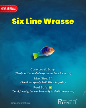 PR Fish Profile.zip - 17.png