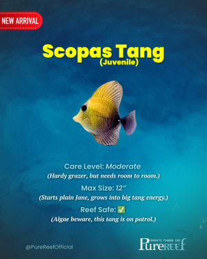 PR Fish Profile.zip - 16.png