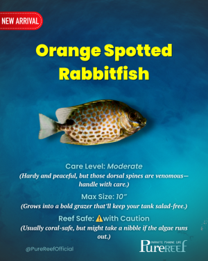 PR Fish Profile.zip - 9.png