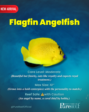 PR Fish Profile.zip - 11.png