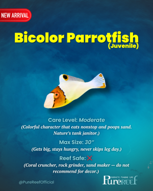 PR Fish Profile.zip - 12.png