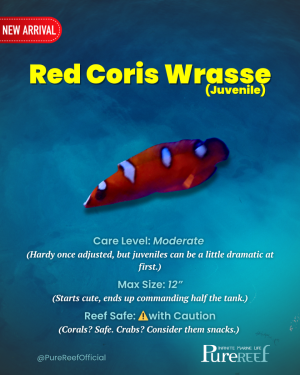 PR Fish Profile.zip - 5.png