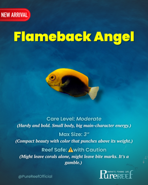 PR Fish Profile.zip - 4.png