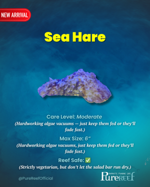 PR Fish Profile.zip - 2.png