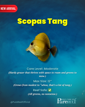 PR Fish Profile.zip - 8.png