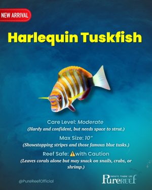 PR Fish Profile.zip - 12.png