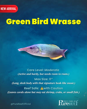 PR Fish Profile.zip - 2.png
