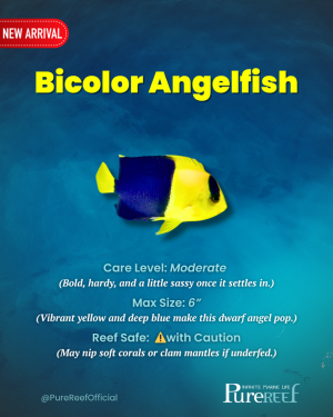 PR Fish Profile.zip - 11.png