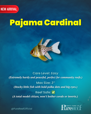 PR Fish Profile.zip - 6.png