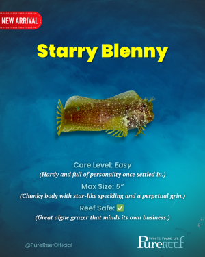 PR Fish Profile.zip - 9.png