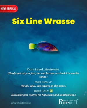 PR Fish Profile.zip - 5.png