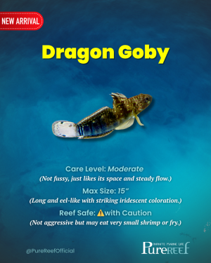 PR Fish Profile.zip - 8.png