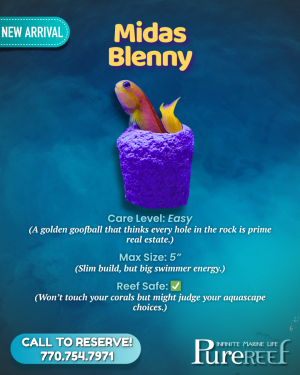 PR Fish Profile.zip - .png