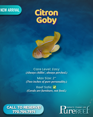 PR Fish Profile.zip - 8.png