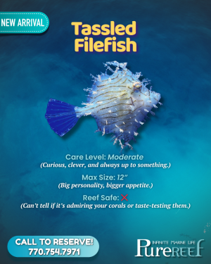 PR Fish Profile.zip - 4.png