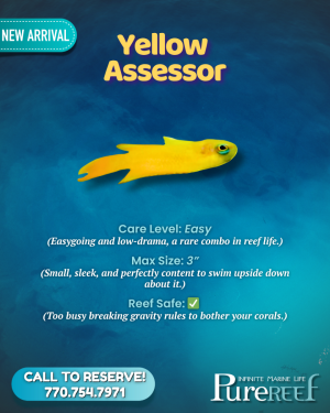 PR Fish Profile.zip - 9.png