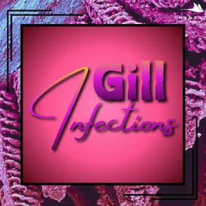 gill.png
