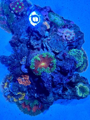 IMG_2169.jpeg IMG_2169.jpeg